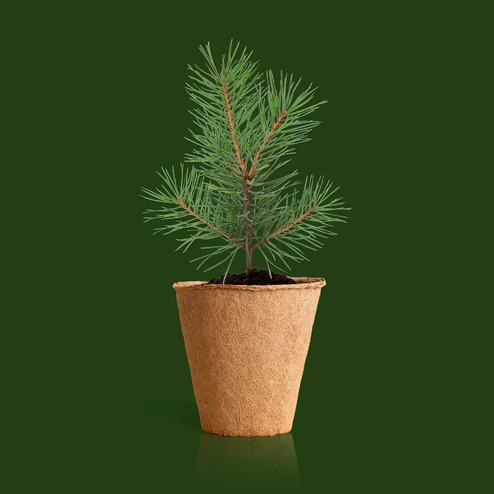 Kit Plantable "Árbol de Navidad" (Resetea) - Imagen 3
